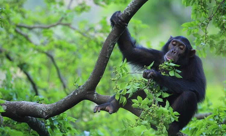 3 Days Chimpanzee Bundongo | Let's go gorilla
