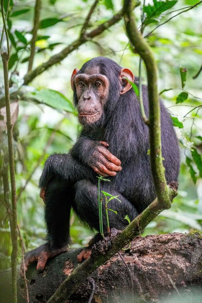 Chimpanzee Trekking Uganda