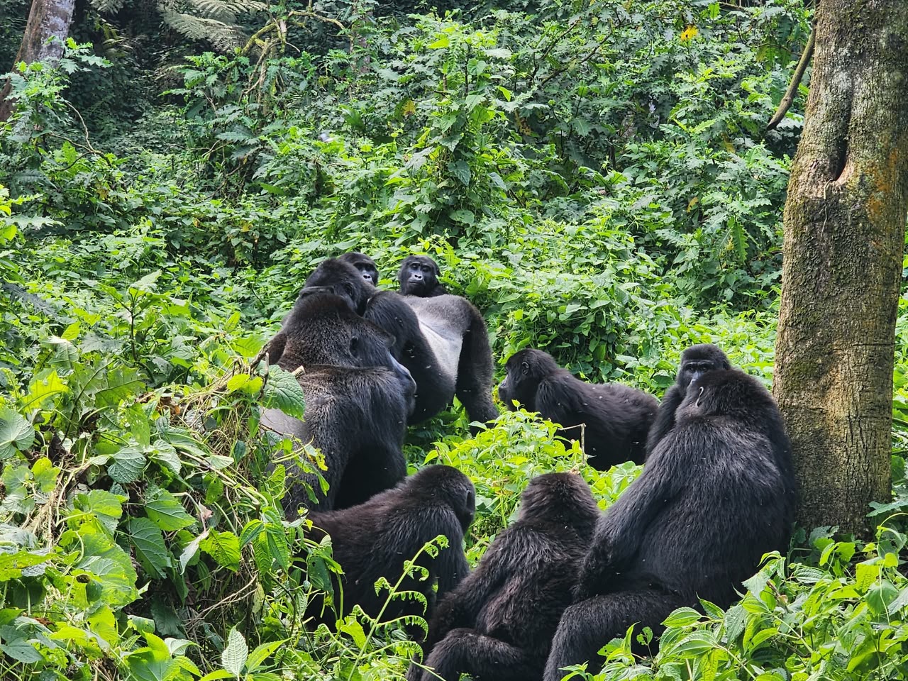 Gollria Trekking Uganda Safari Tours- bwindi Impenetrable National Park