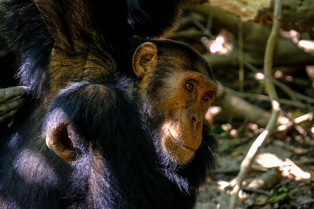 Chimpanzee Trekking