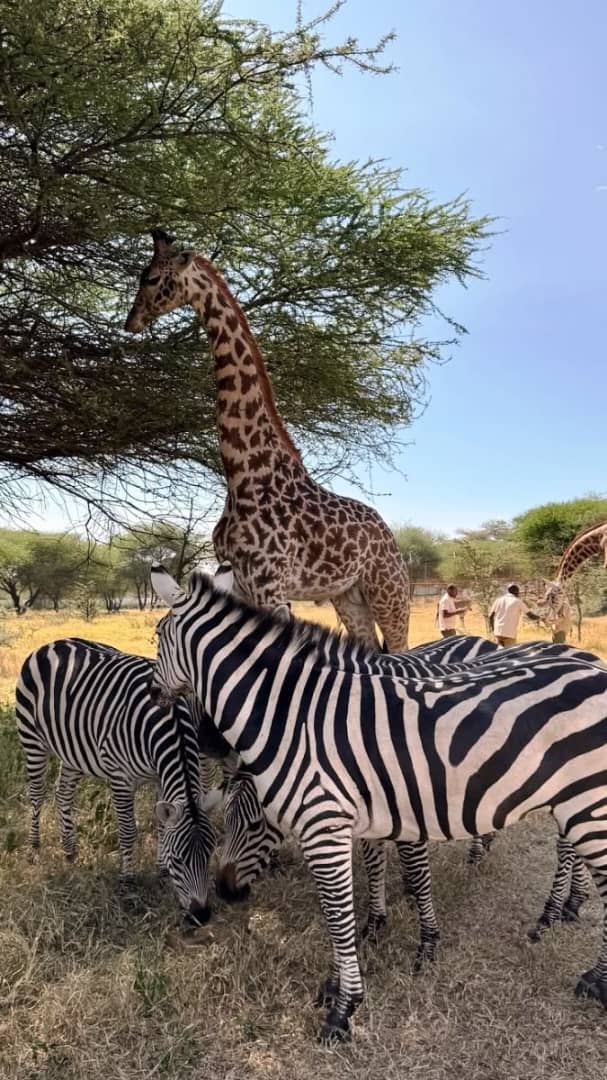 Tanzania Tour packages Serengeti
