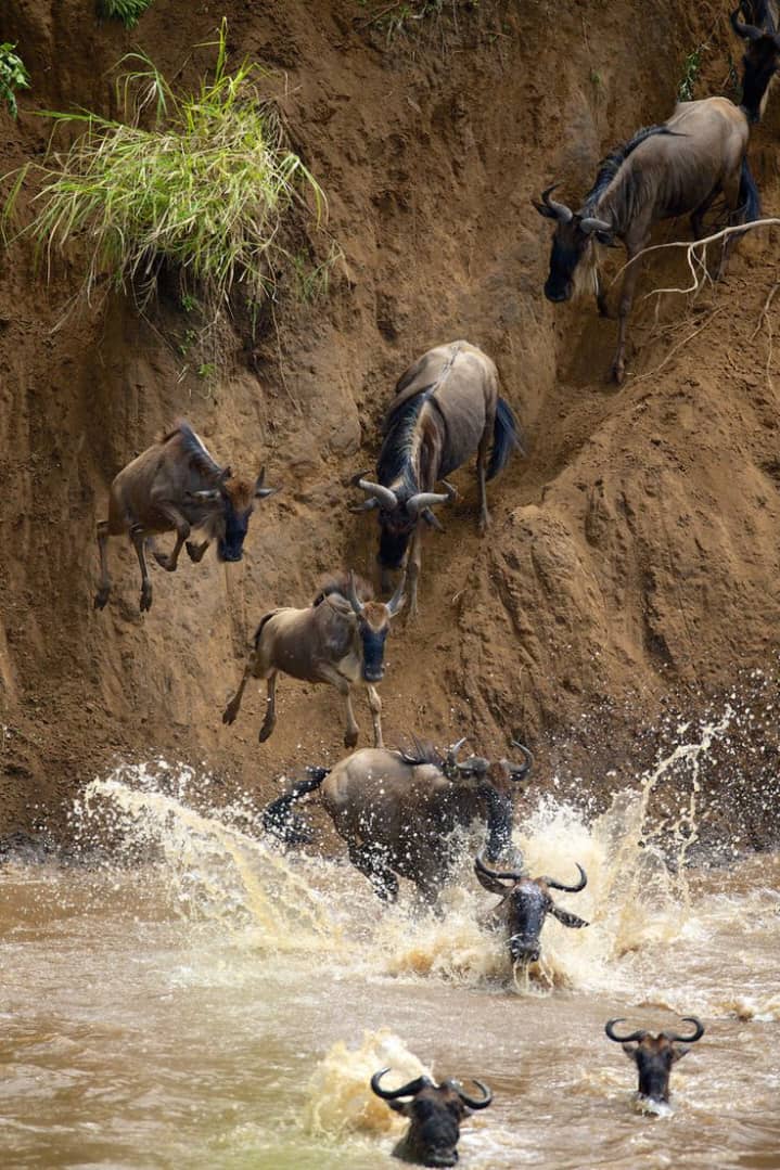 Wildebeast Migratiion Tanzania Safari tours
