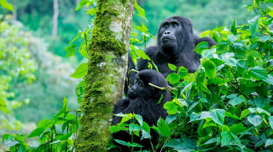 Gorilla Trekking