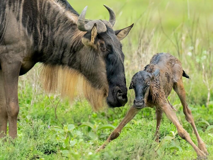 Wildbeest Calving