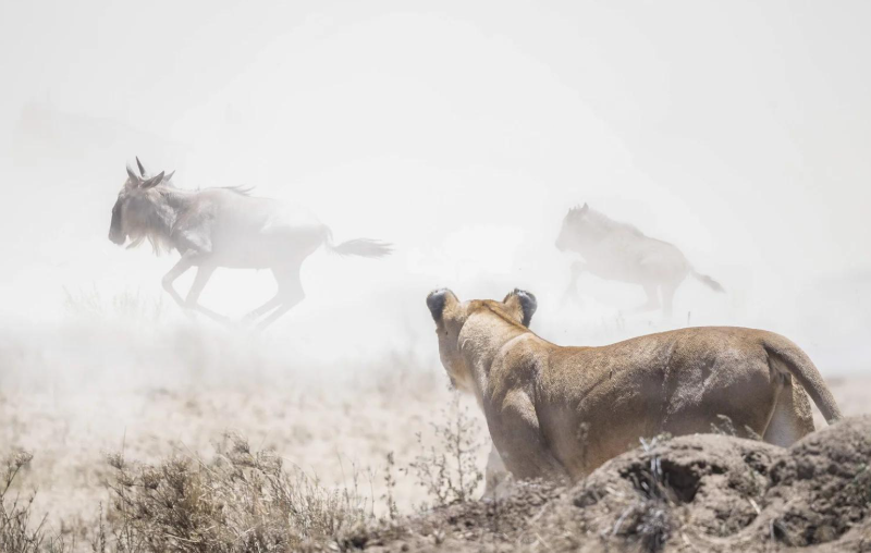 Wildebeest Calving and migration